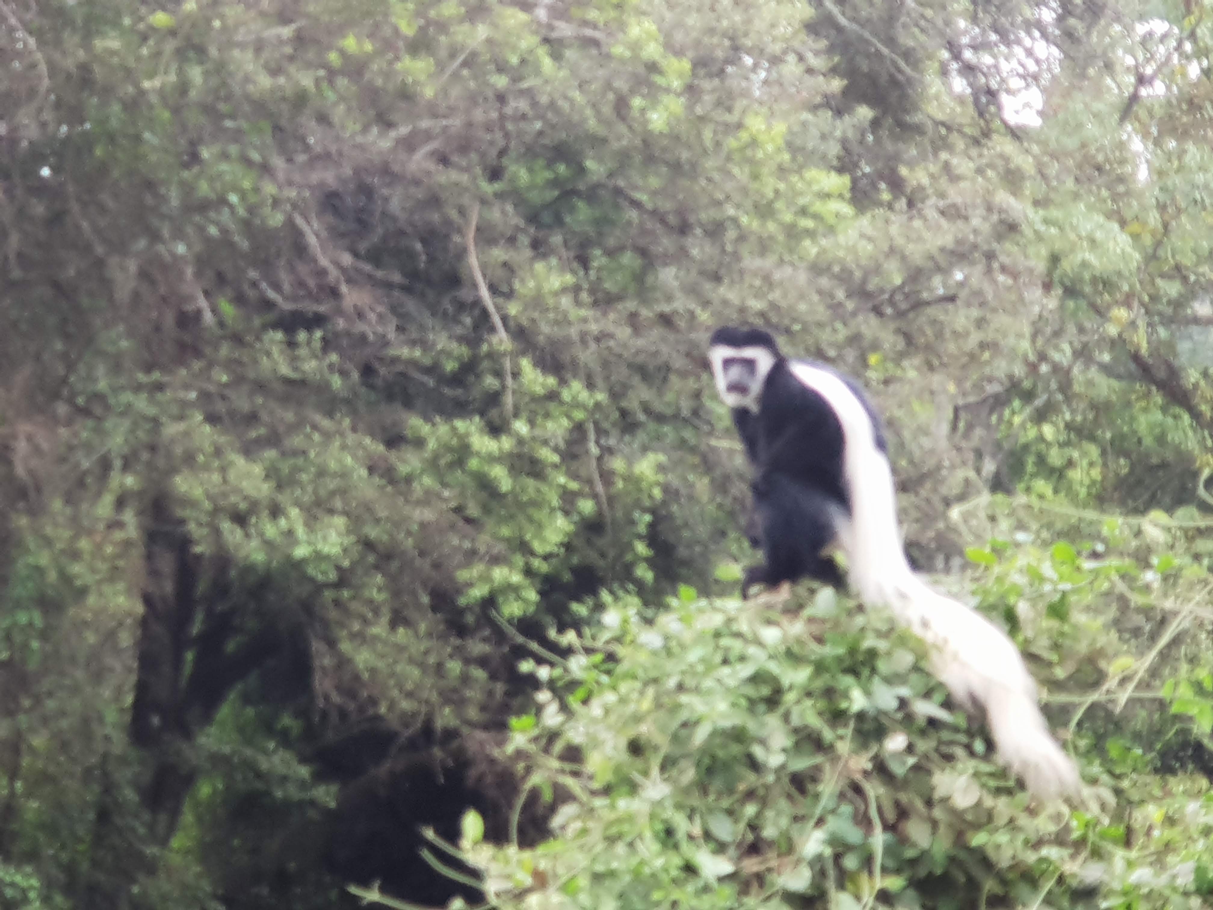 Monkey in the jungle