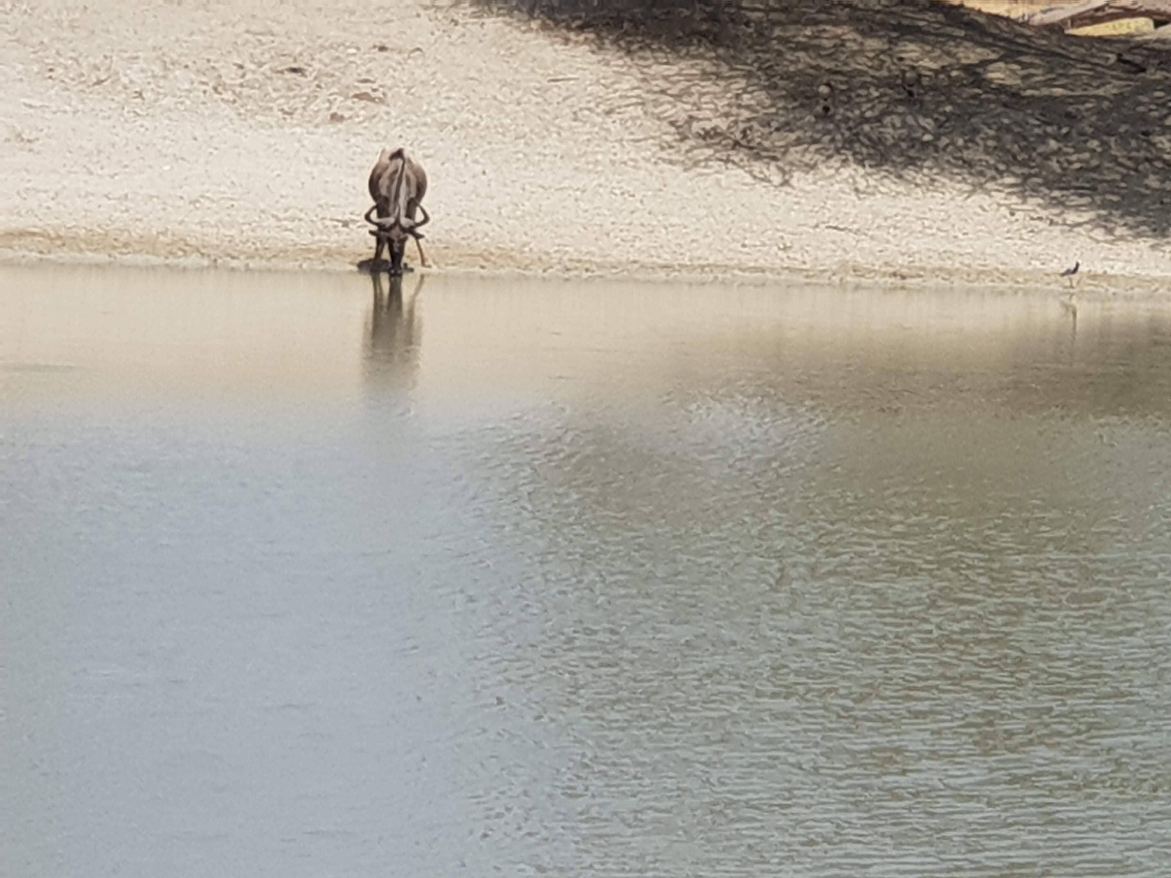 Wilderbeast drinking