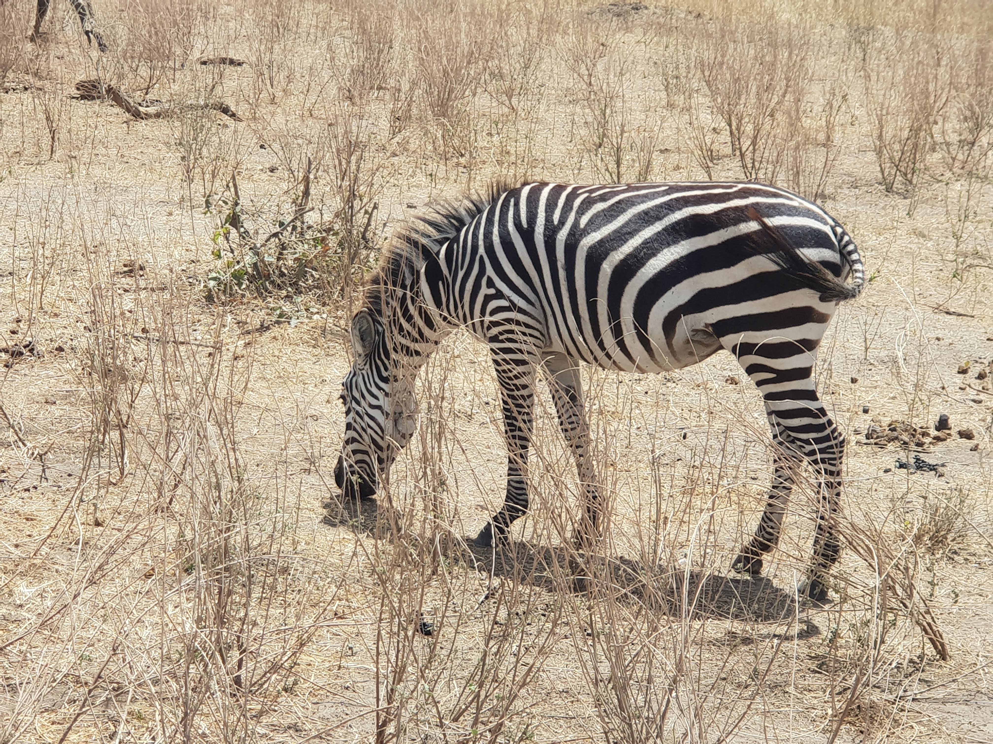 Zebra eating grass
