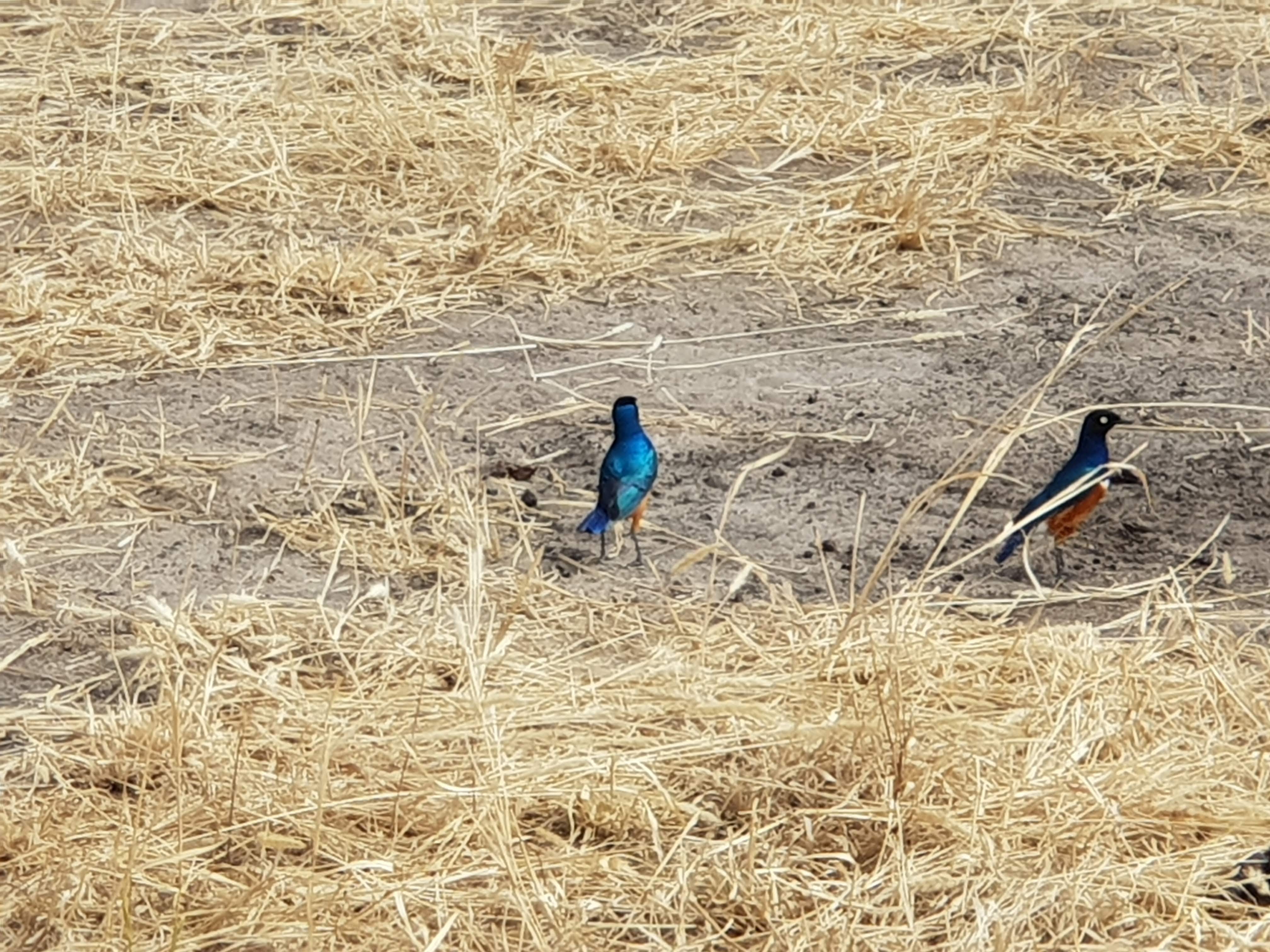 Blue birds