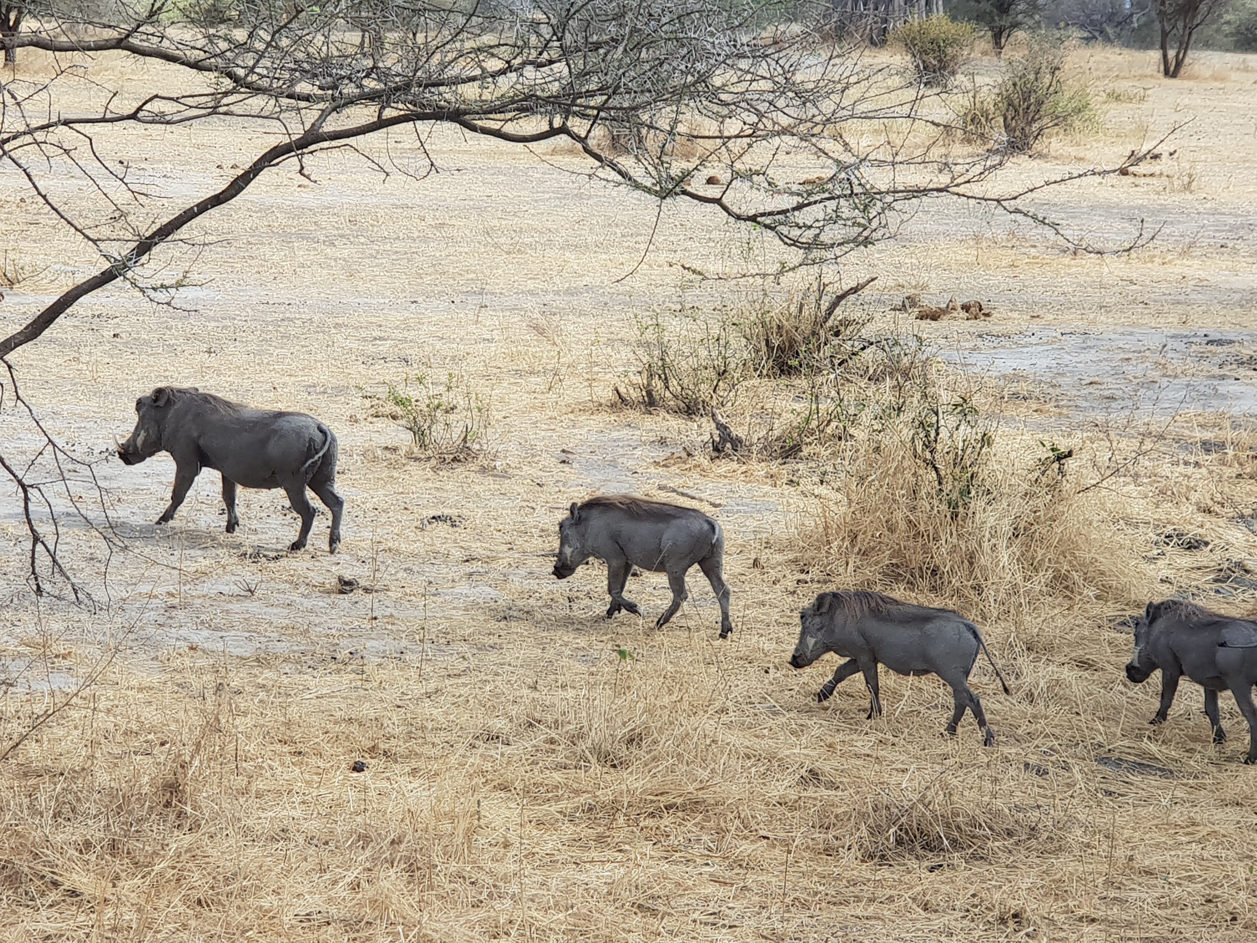 Warthogs