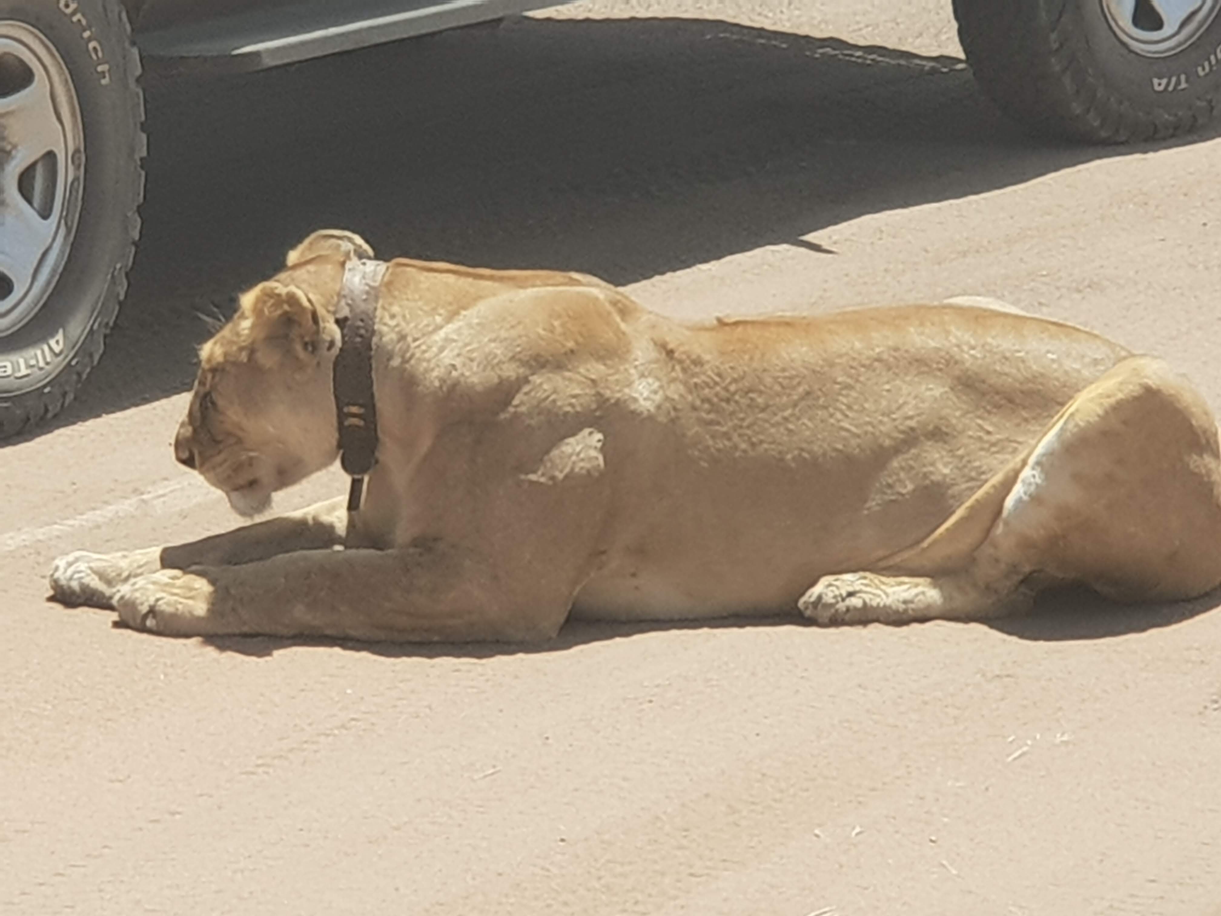 Lion by Safari Truck