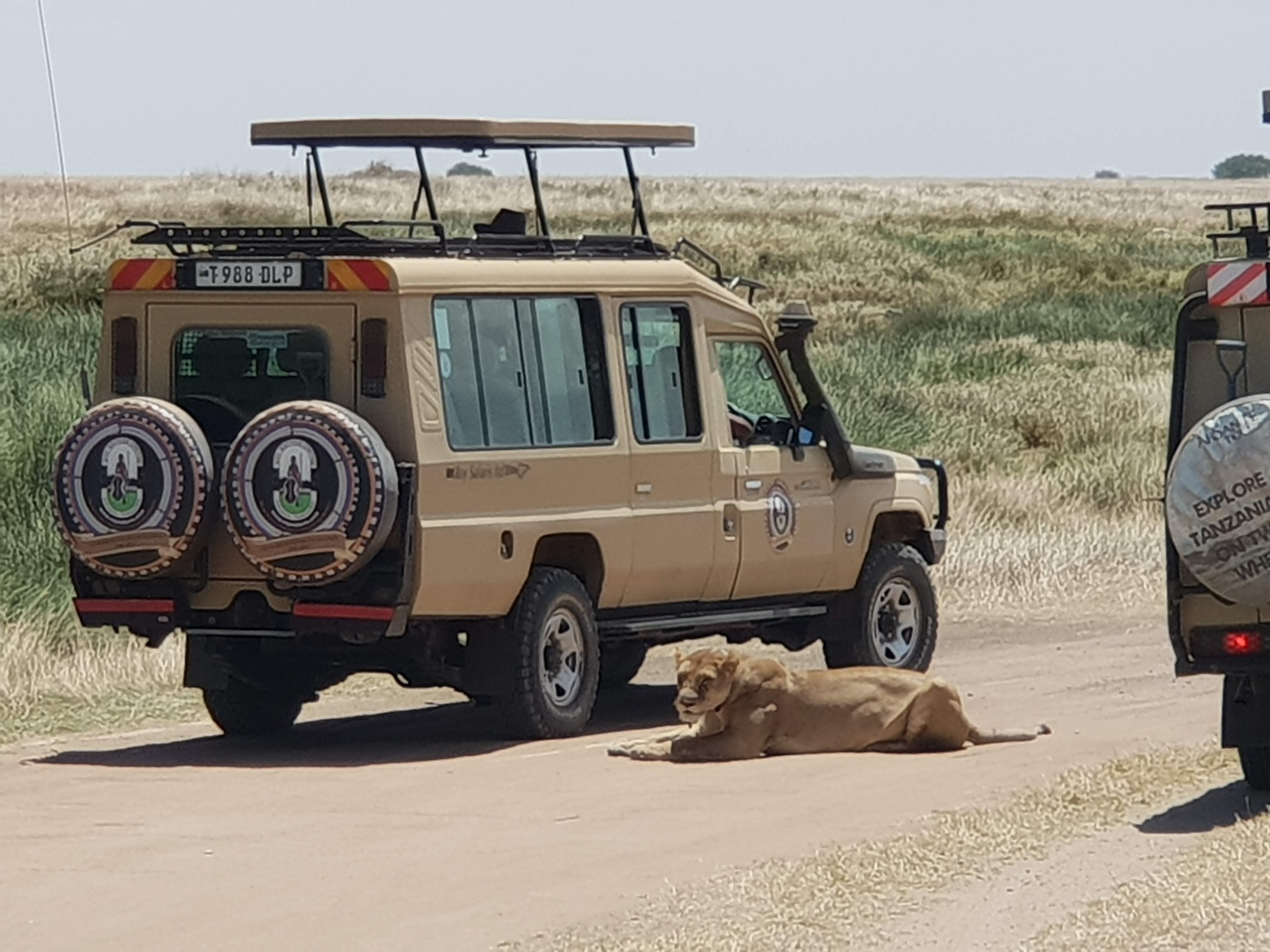 Lion by Safari Truck