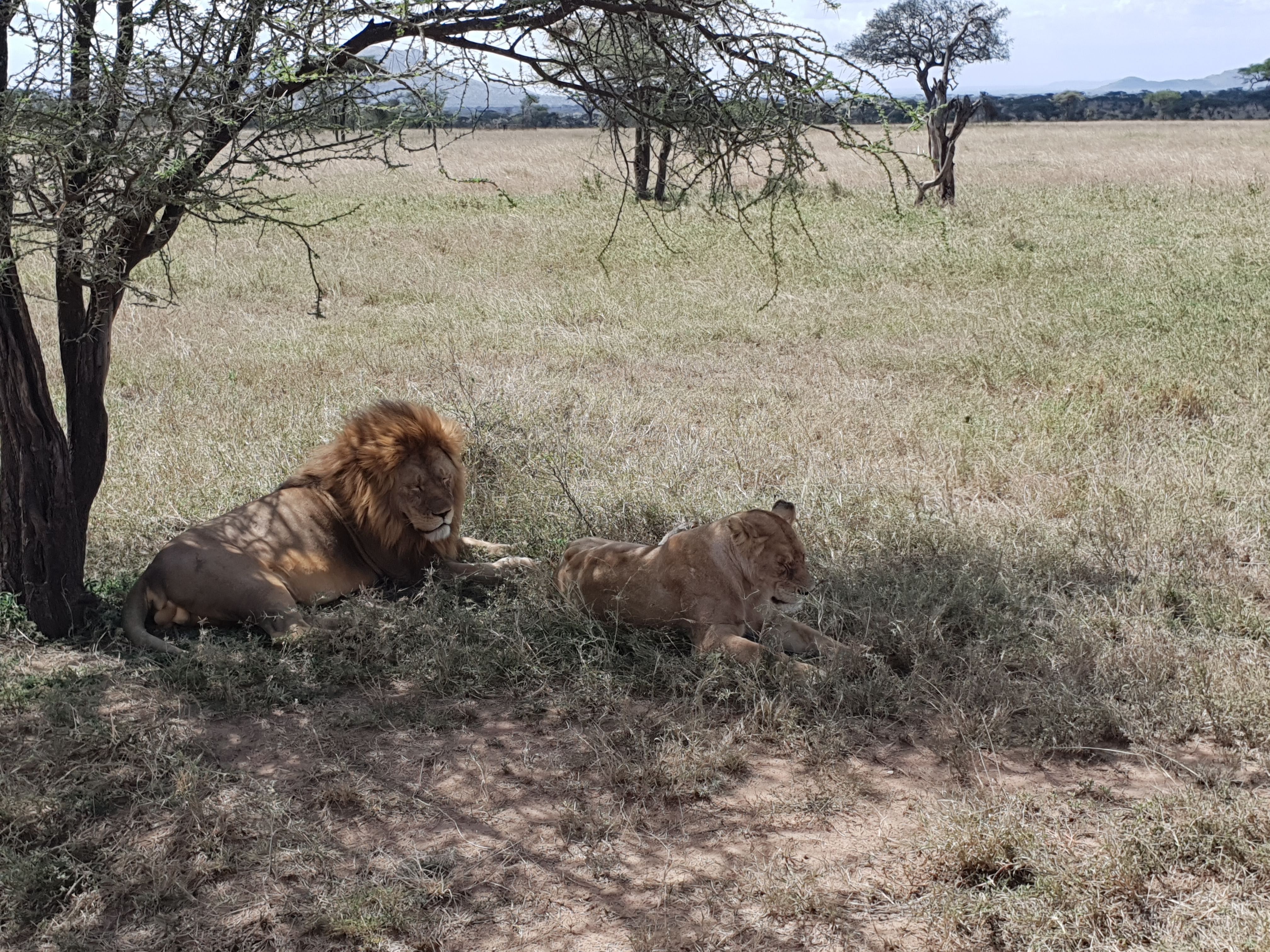 Lion and lioness in the shade of a tree