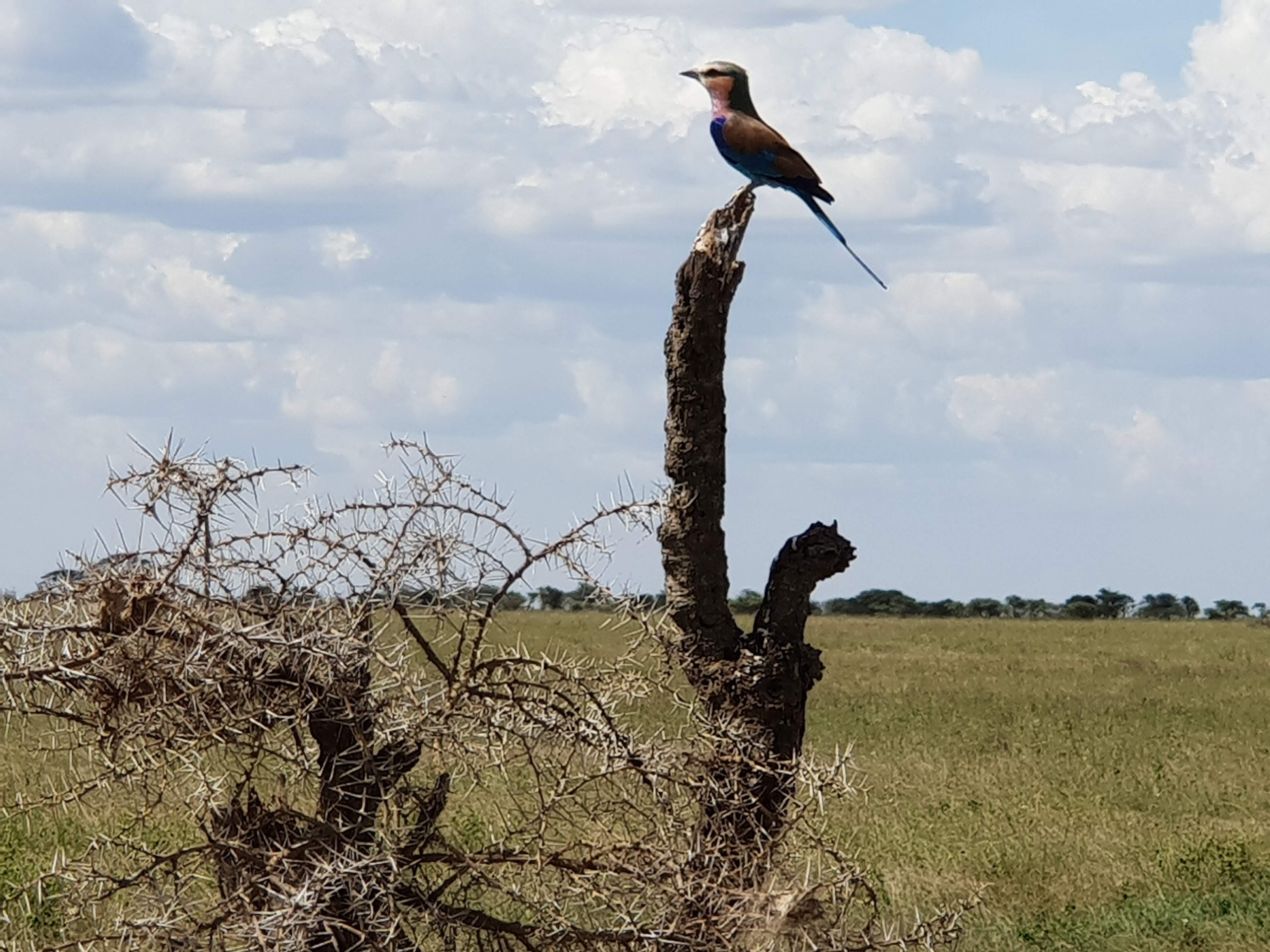 Bird on top of a tree stump