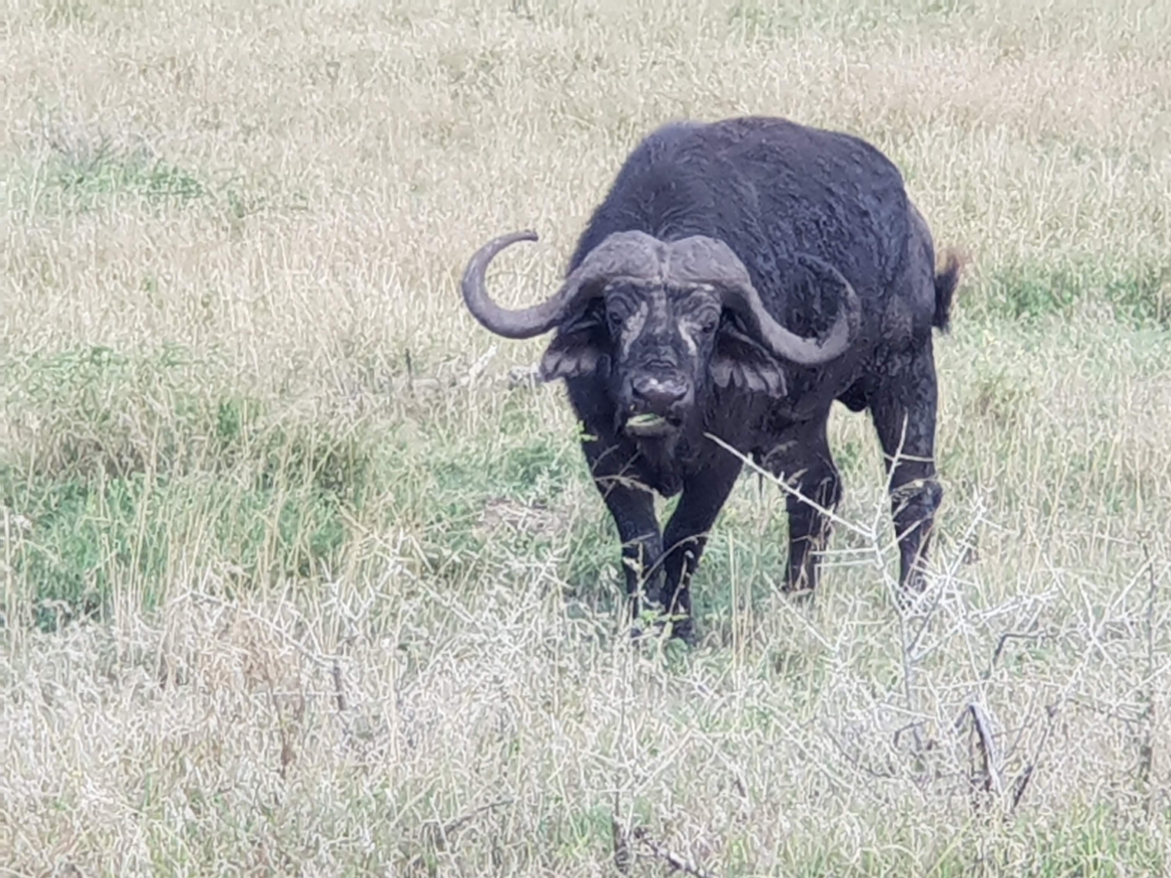 African Buffalo