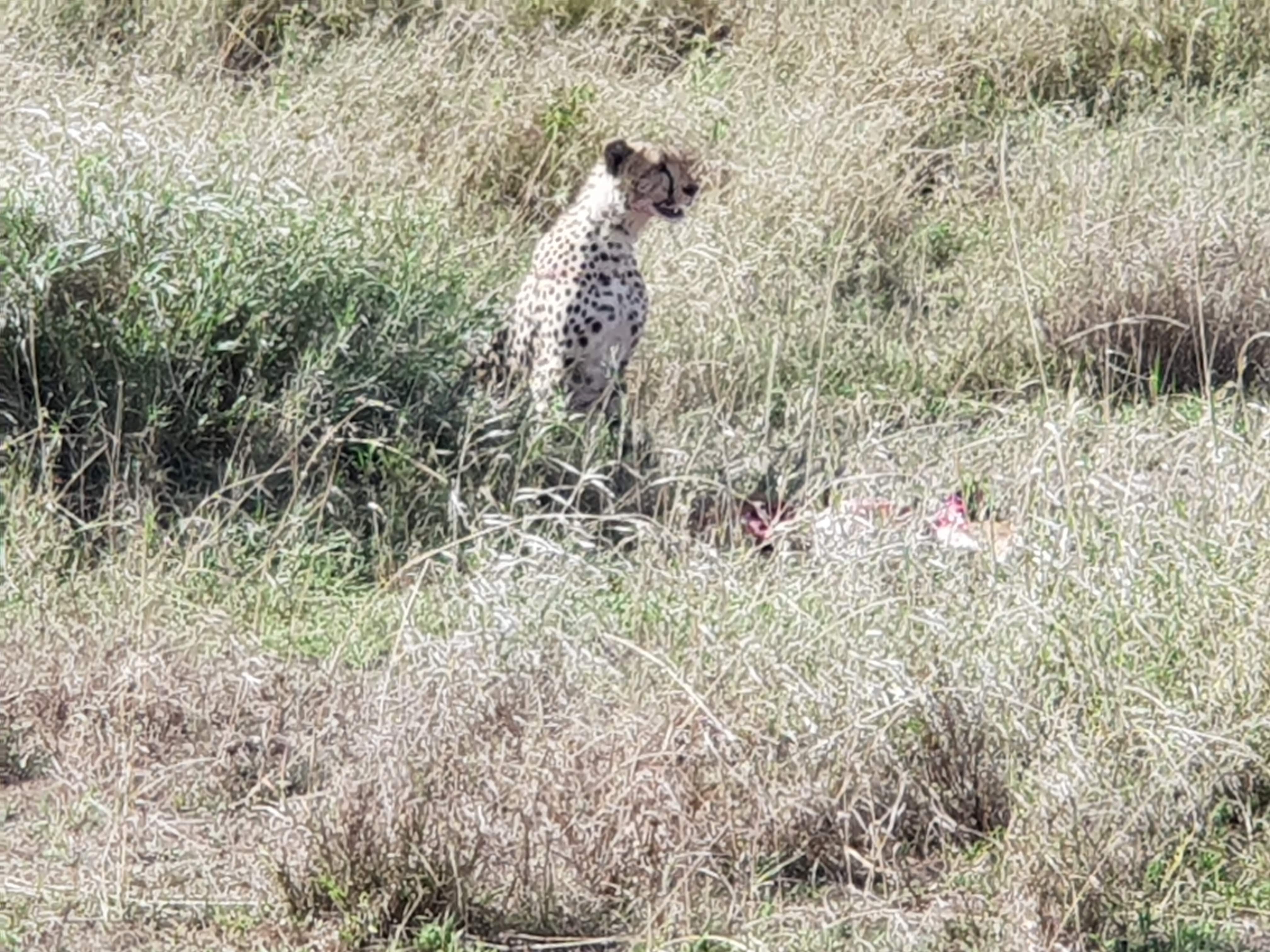 Cheetah eating it's prey