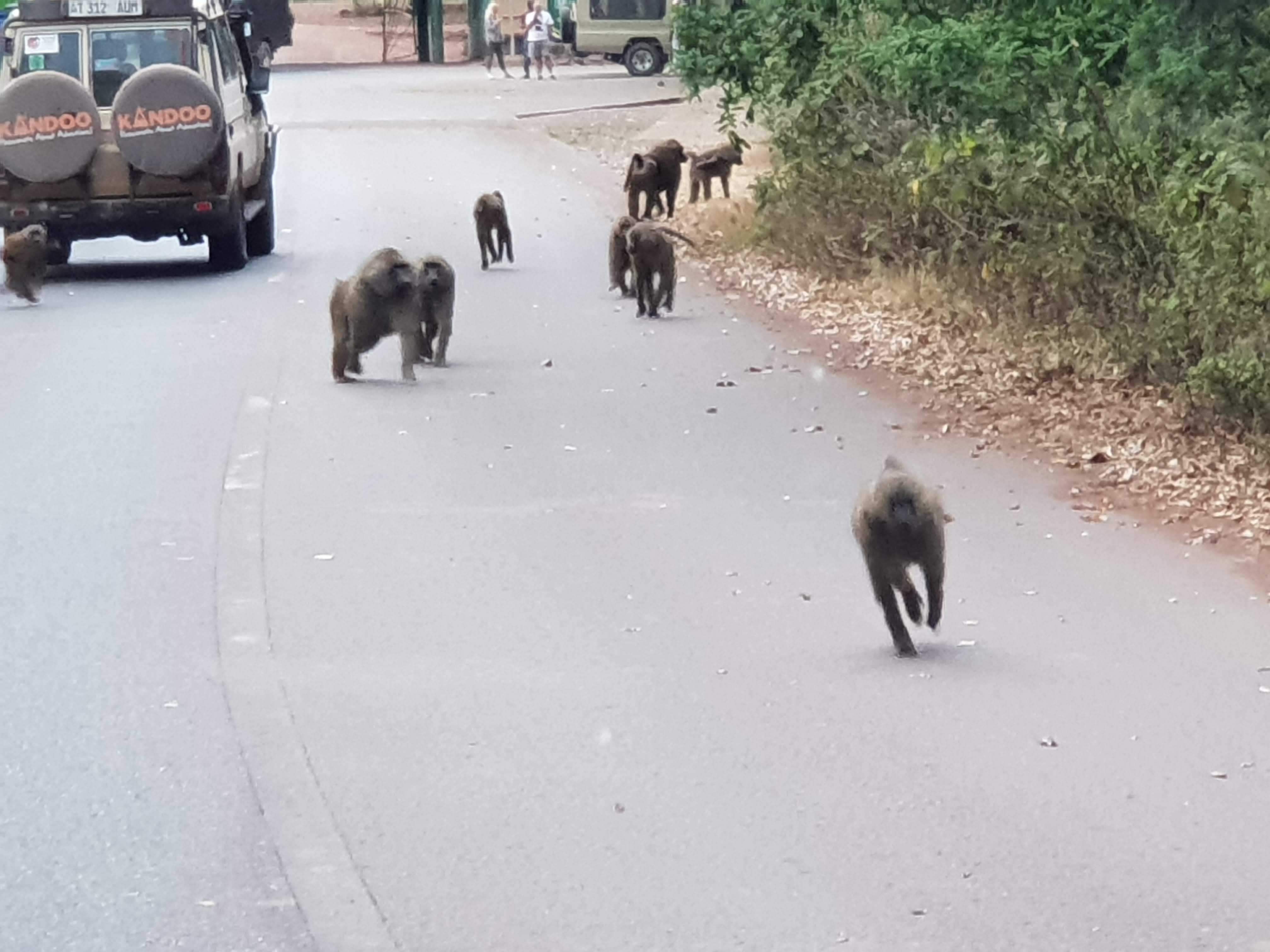 Baboons