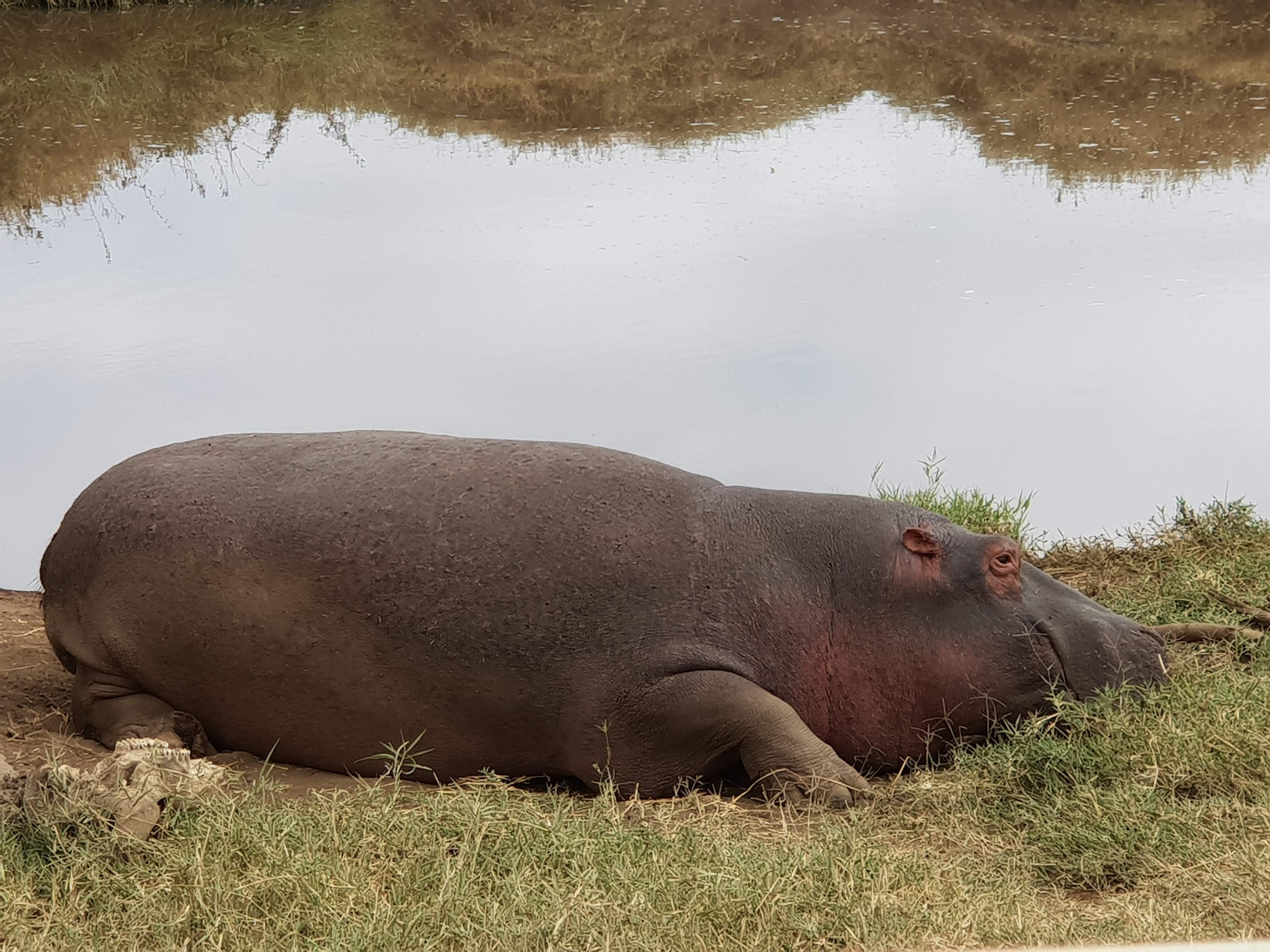 Hippo