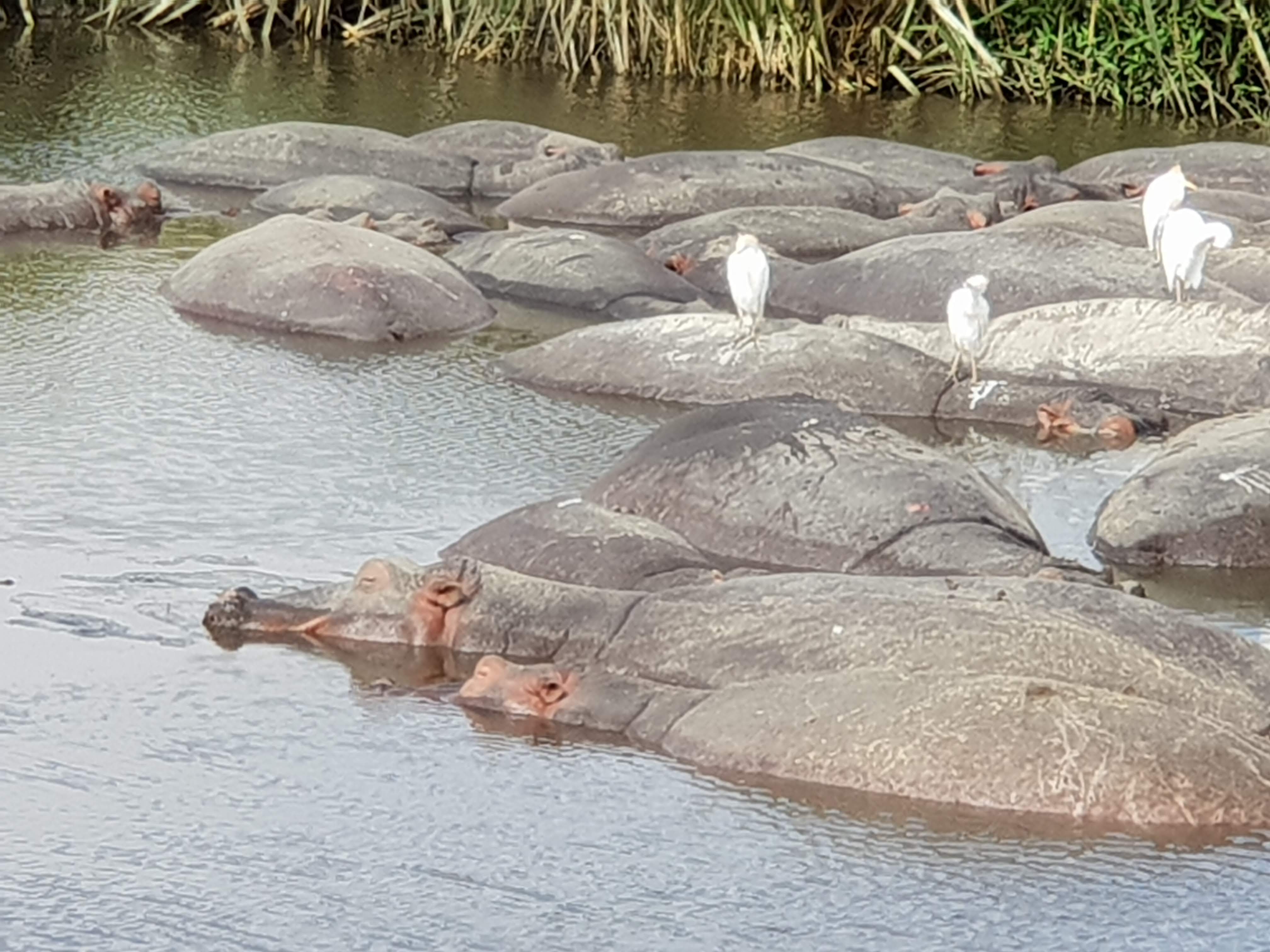 Hippos in a pool