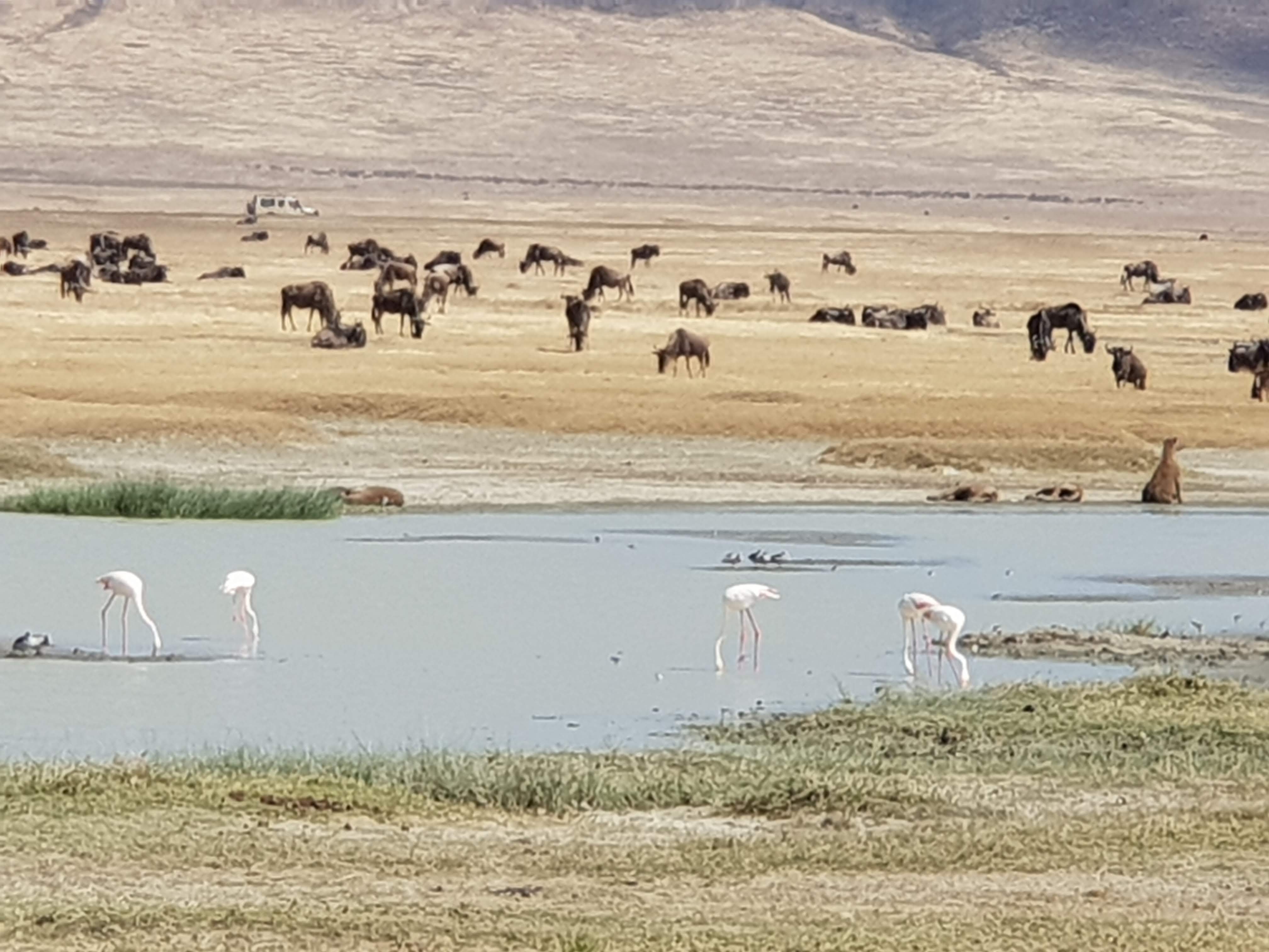 Life in the Serengeti