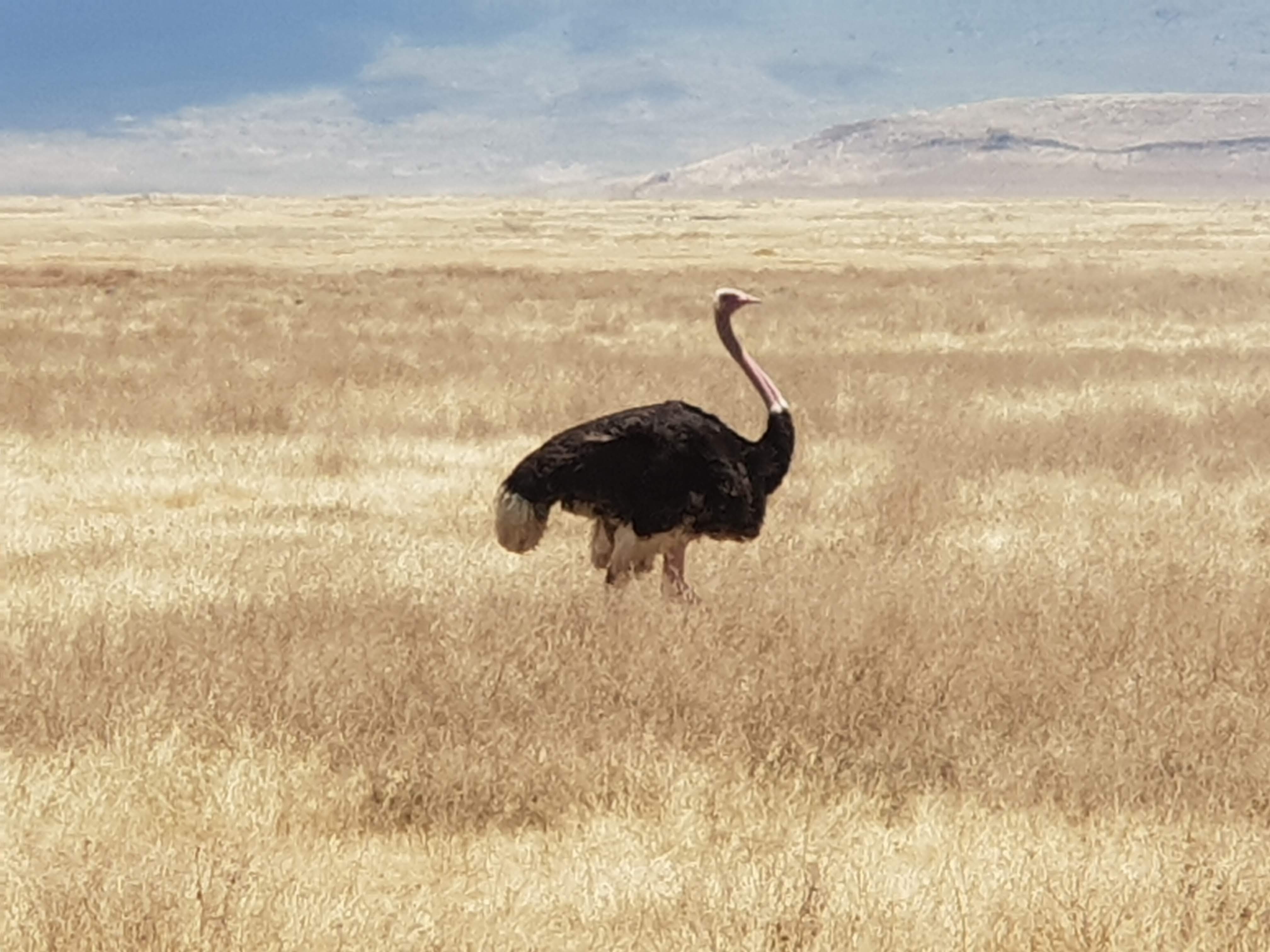 Ostrich