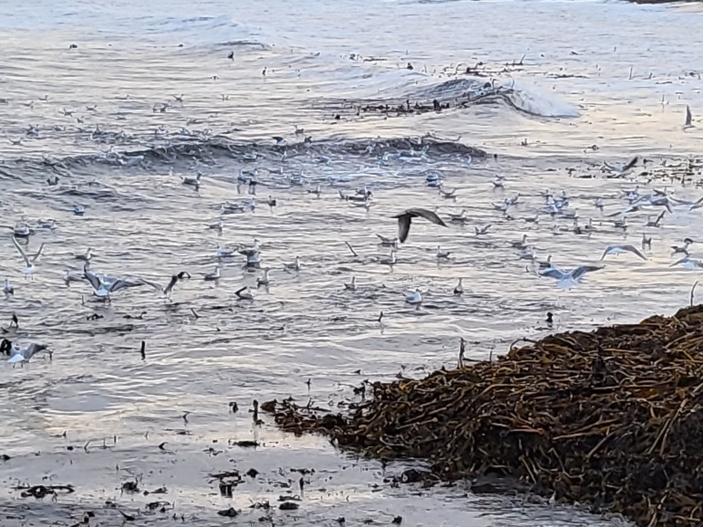 Flying Seagulls Above the Ocean Waves: A Beautiful Coastal Scene