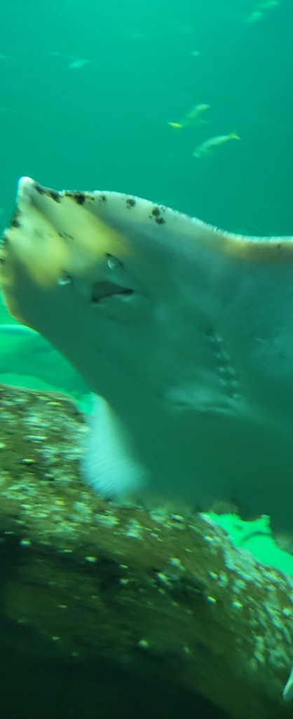 Ray under water