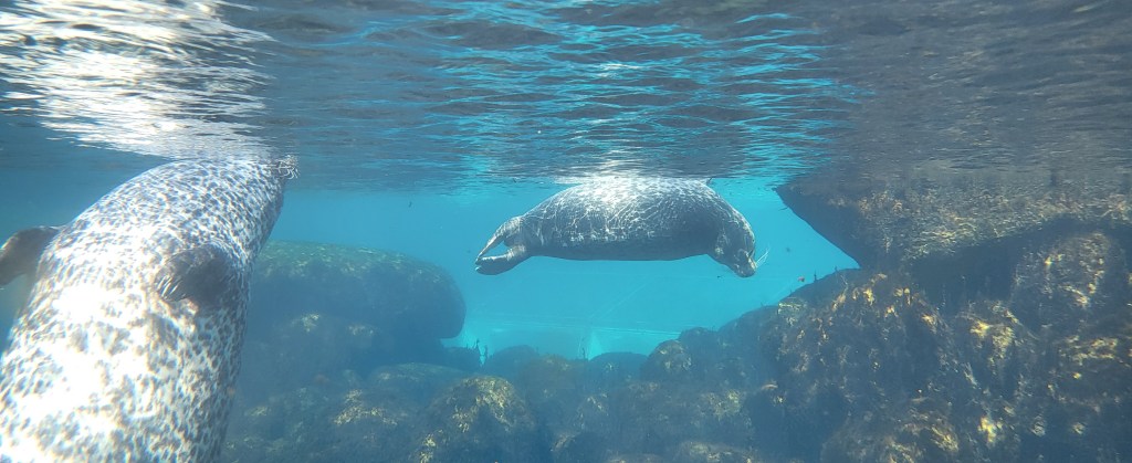 Seals under water.